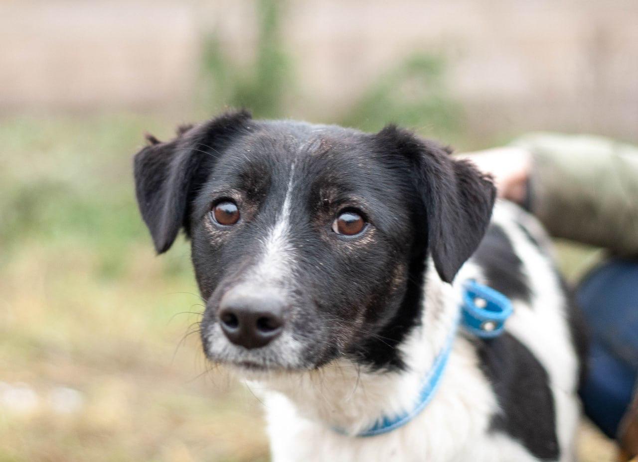 Chiens à adopter